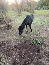 Pony femmina