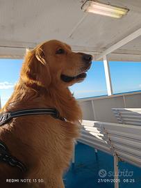 Golden Retriever per monta accoppiamento