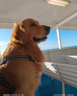 Golden Retriever per monta accoppiamento