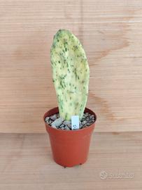 Opuntia Sunburst  variegata - cactus Succulente 