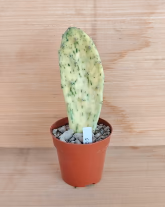 Opuntia Sunburst  variegata - cactus Succulente 