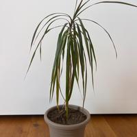 pianta piccola domestica