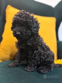 Barboncino Toy disponibile