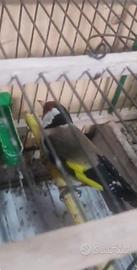 Cardellino 2025 anellato