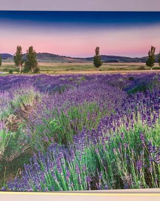 Quadro tela grande  "Campo di lavanda", 140x180