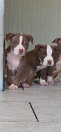 Cuccioli di pitbull