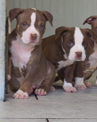 Cuccioli di pitbull