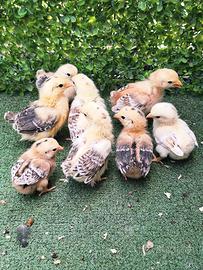 pulcini galline 