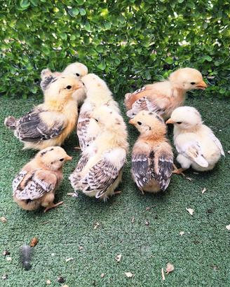 pulcini galline 