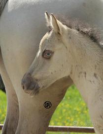 Prenotazione puledri quarter horse