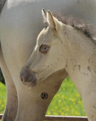 Prenotazione puledri quarter horse