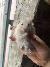 Cuccioli criceto dorato