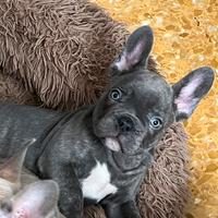 Bulldog francese esotici