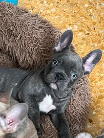 Bulldog francese esotici