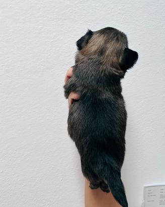 Chihuahua con Pedigree
