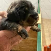 Bassotti nani a pelo duro