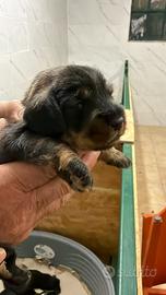 Bassotti nani a pelo duro