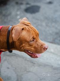 Cucciolo pitbull