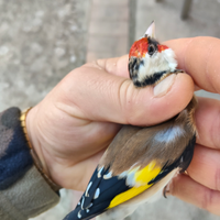 Cardellini ancestrale mayor 2025