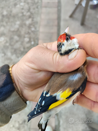 Cardellini ancestrale mayor 2025