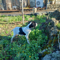 Cuccioli di razza pointer