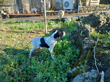 Cuccioli di razza pointer