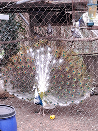 Pavone arlecchino adulto