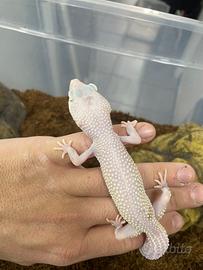 Geco Leopardino
