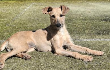 Eloise 2 anni Taglia piccola