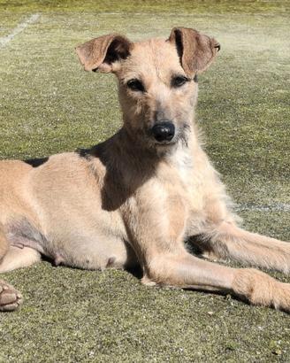 Eloise 2 anni Taglia piccola