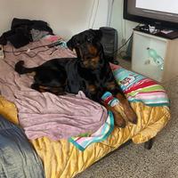 Rottwailer in Adozione