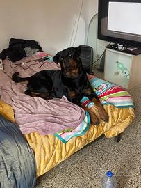 Rottwailer in Adozione