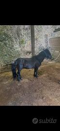 Pony