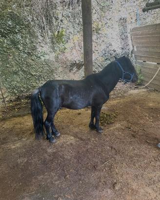 Pony