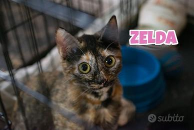 Bart, Midna e Zelda, gattini di tre mesi