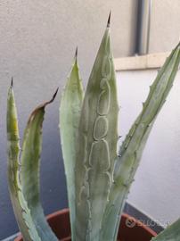 agave con vaso da 60 cm 