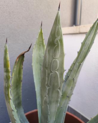agave con vaso da 60 cm 