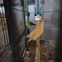 Coppia Inseparabili