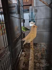 Coppia Inseparabili
