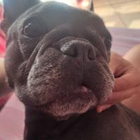 Cane bulldog francese blu femmina
