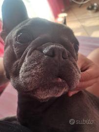 Cane bulldog francese blu femmina