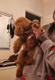 Barboncino toy - accoppiamento