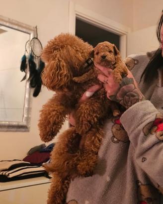 Barboncino toy - accoppiamento