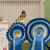 Diamanti di Gould e passeri del Giappone