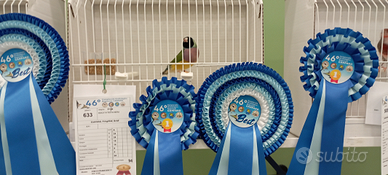 Diamanti di Gould e passeri del Giappone