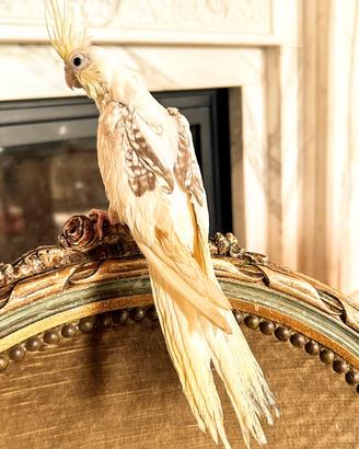 Pappagalli allevati a mano