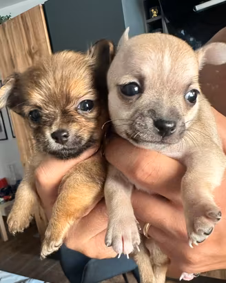 Cuccioli chihuahua