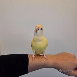 Pappagalli Inseparabili Agapornis Roseicollis