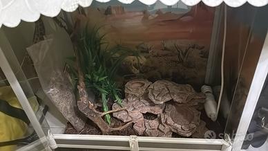 Terrario per rettili