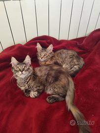 Gattini Maine Coon